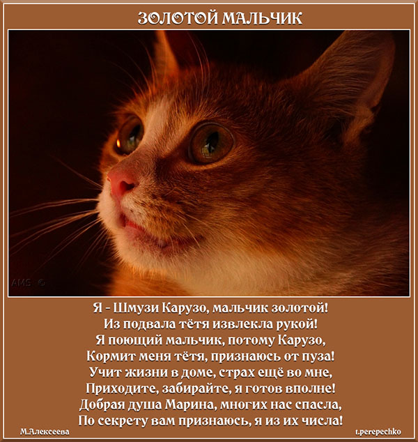 Золотой мальчик