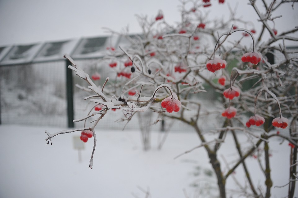 Ноябрь-Господин