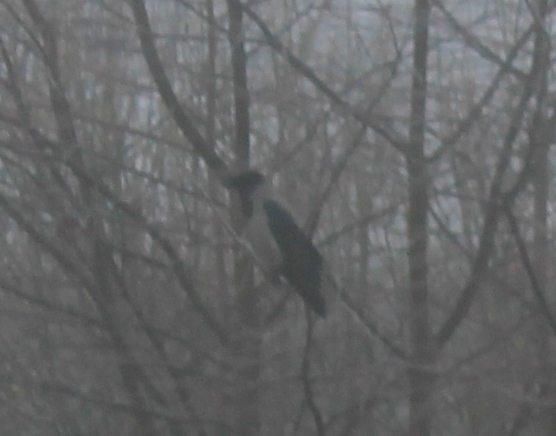 С утра туман...