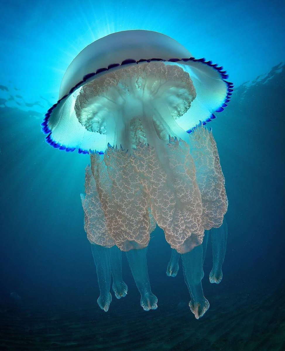 Медузы моря
