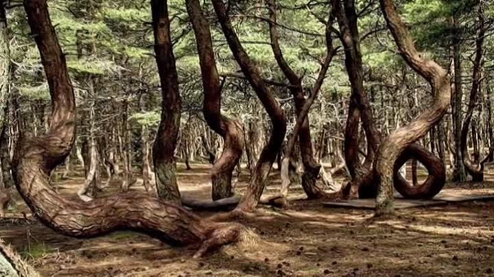 Танцующий лес