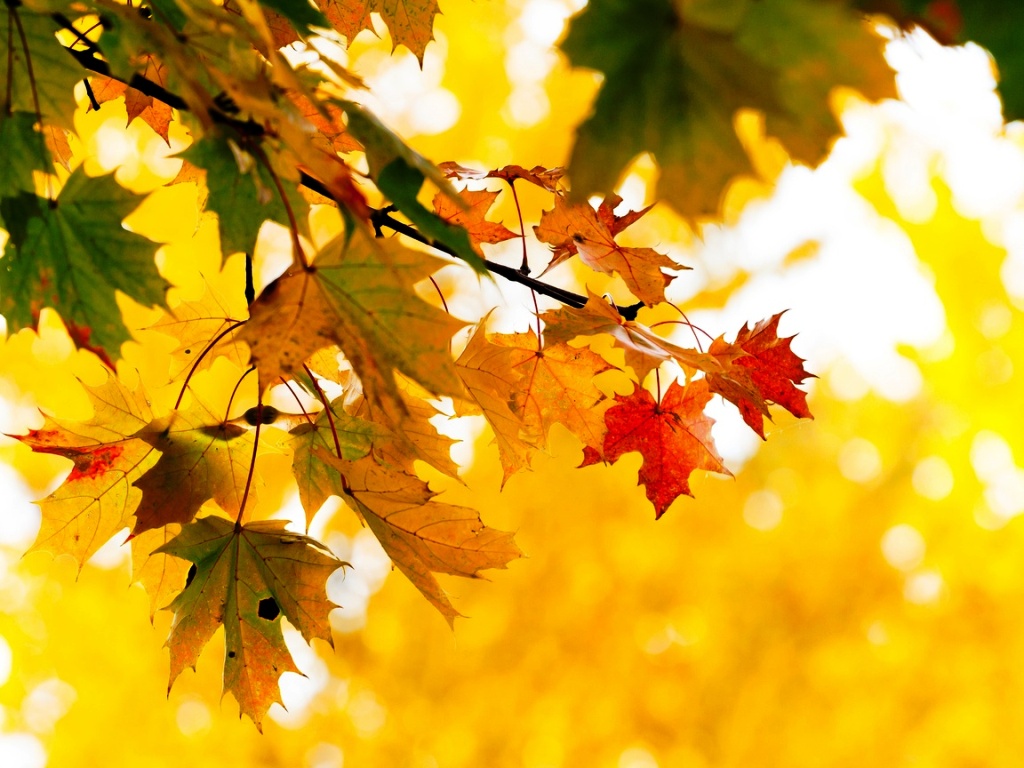 Осенняя мелодия