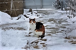 Житейский натюрморт