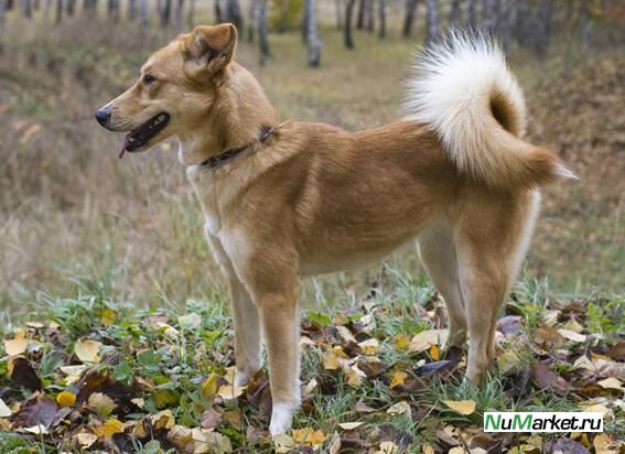 Собаки С Хвостом Колечком