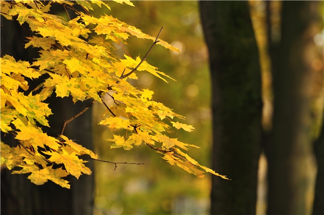 Последний лист