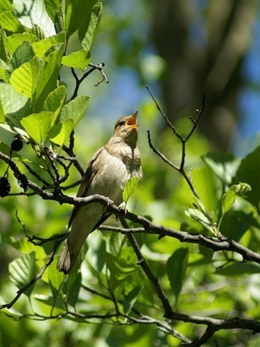 Приходите в рощу слушать...