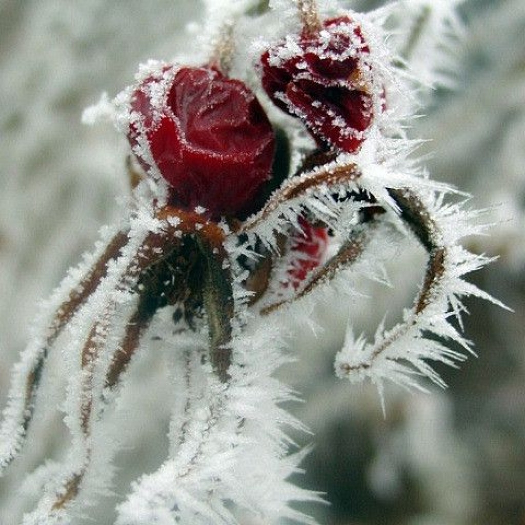 Возможно, вновь...