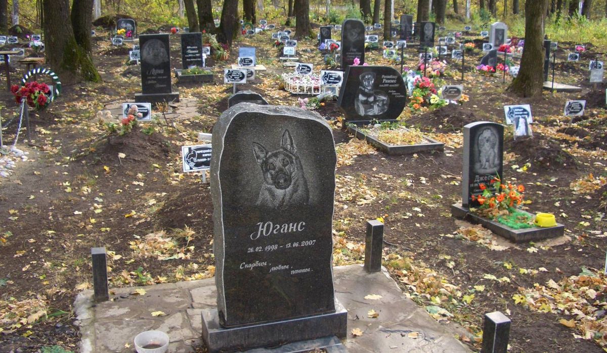 Святые мхи, они такие