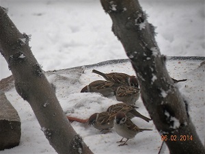 Какой туман