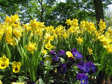 Эмили Дикинсон Матросы-осы и моря нарциссов