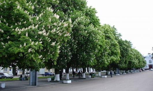 Глаза твои...