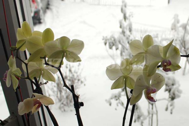 Pink Orchid Branch before Winter Window Stock Image - Image of anniversary, pink