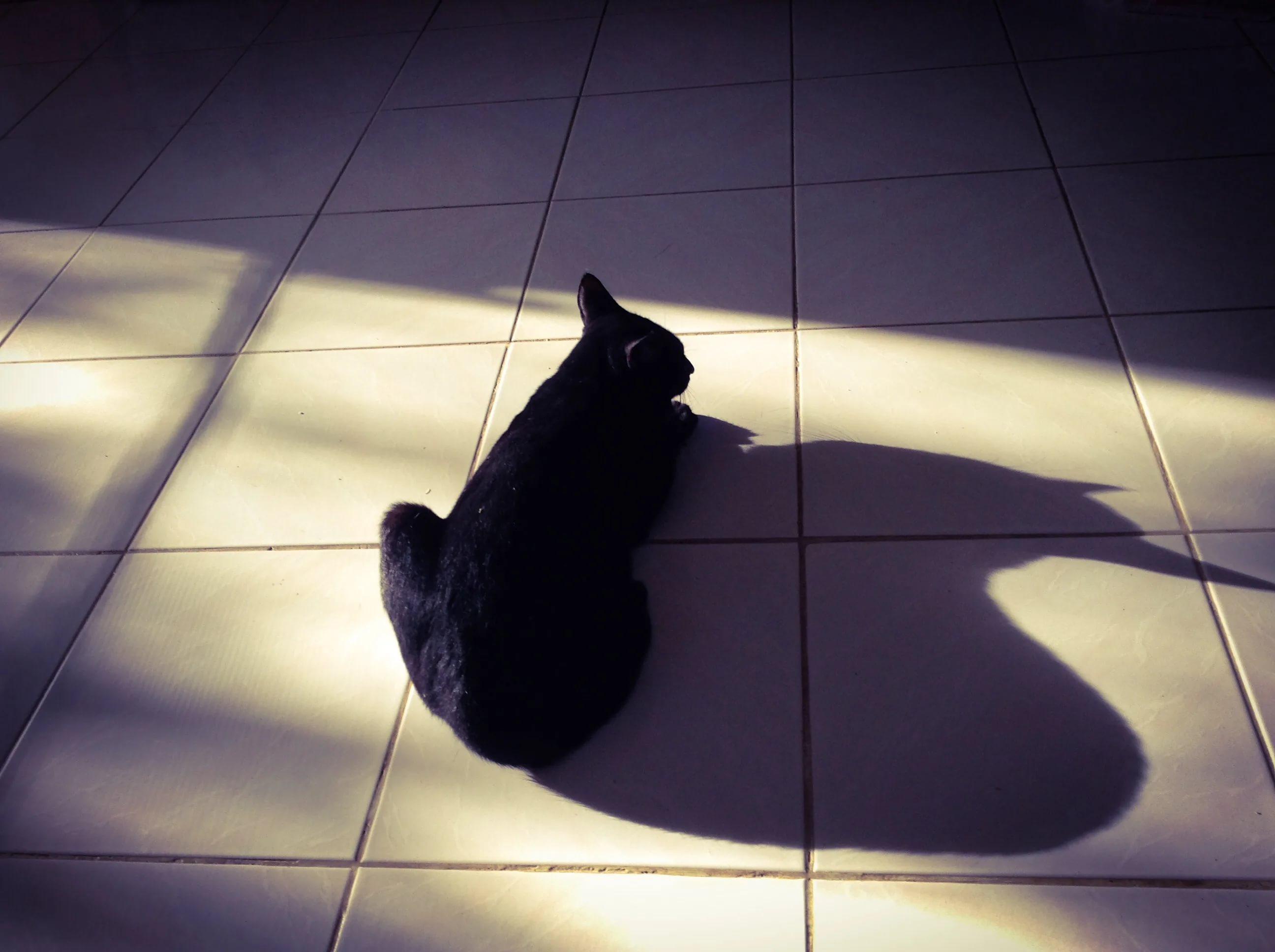 Картинки теней. Тень. Теневой кот. Кошачья тень. Черный кот тень.