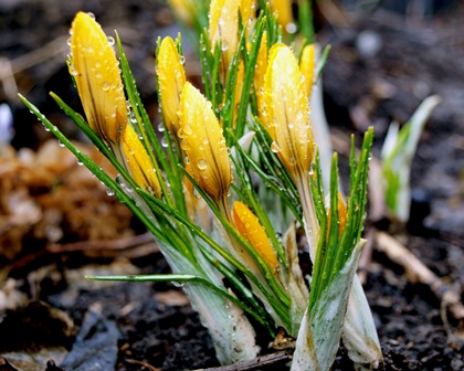 Обещали так-то снег