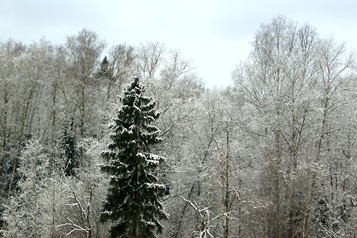 Зима. Начало