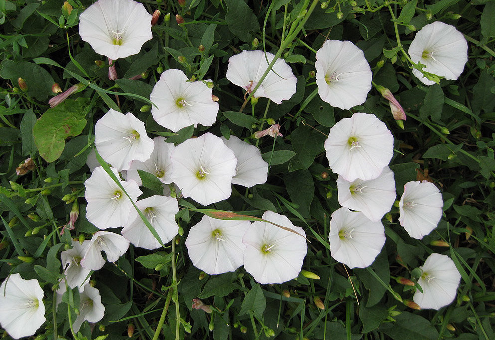 Я как осень на Экваторе