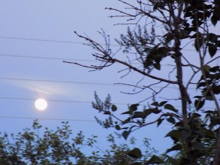 Лунный свет