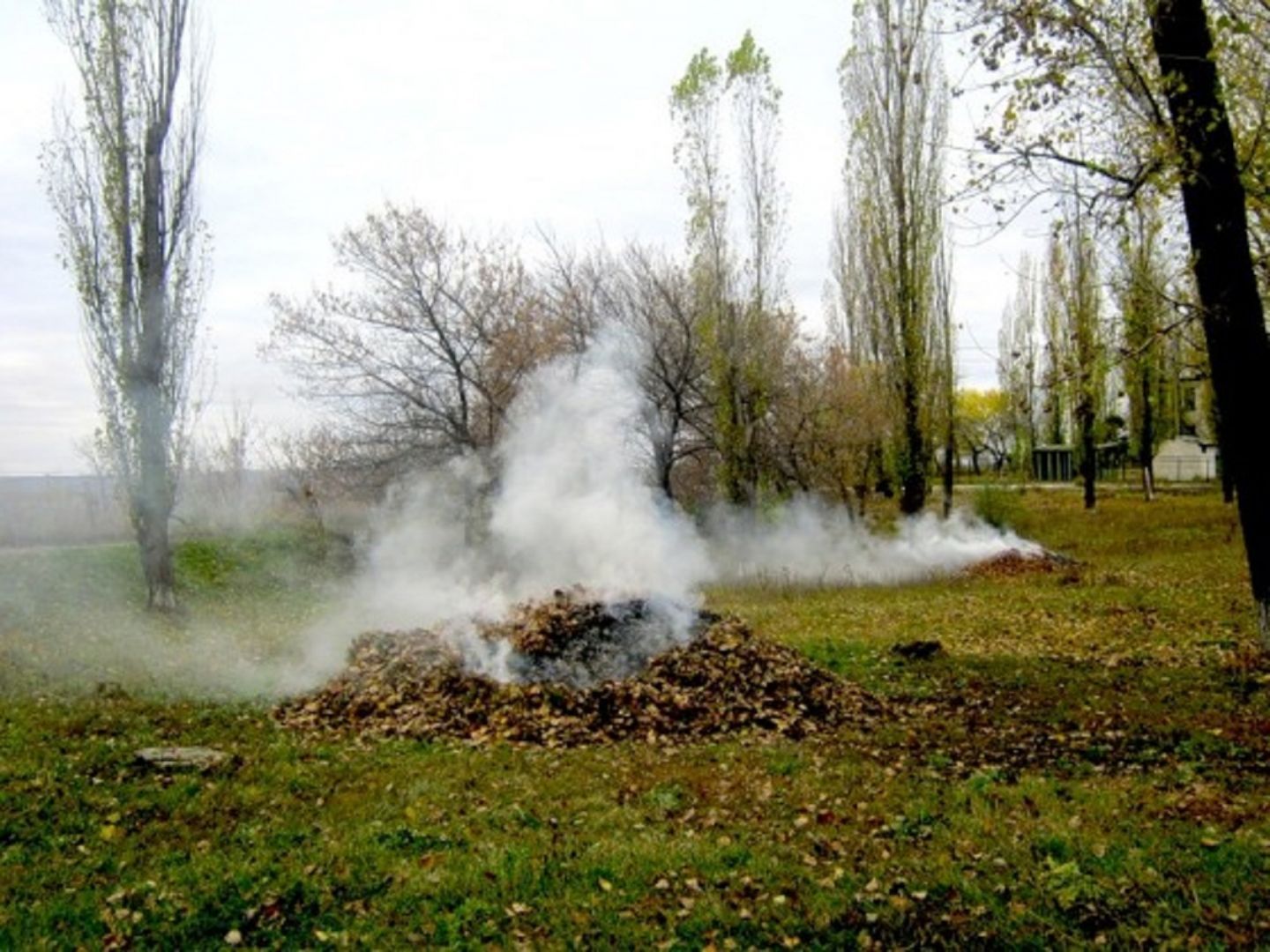 Сжигание дыма. Сжигание листвы. Сжигают листву в парках. Дым стелется. Сжигание листвы на участке.