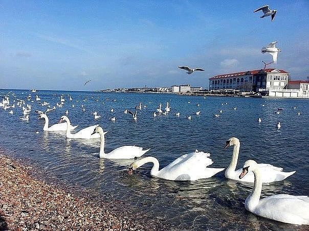 поэт Юрий Владимирович Линник