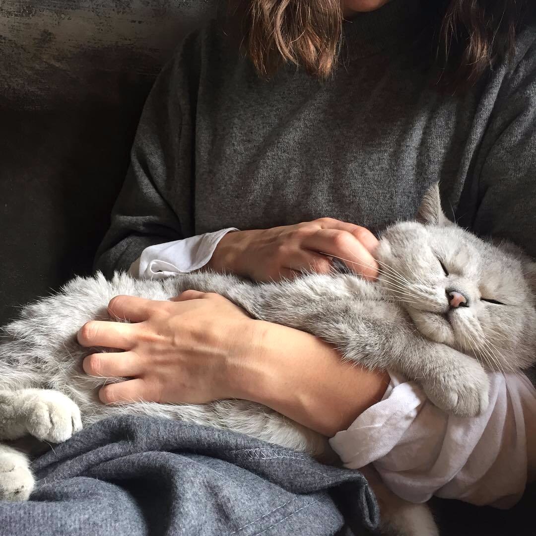 Сонный и ленивый кот!