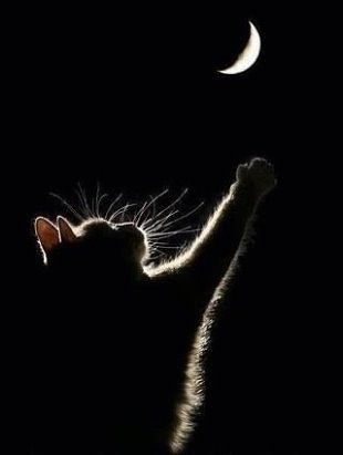 Холодная мечта