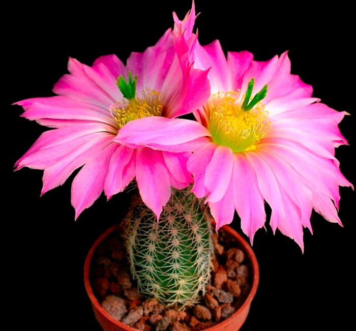 Кактус и канарейка