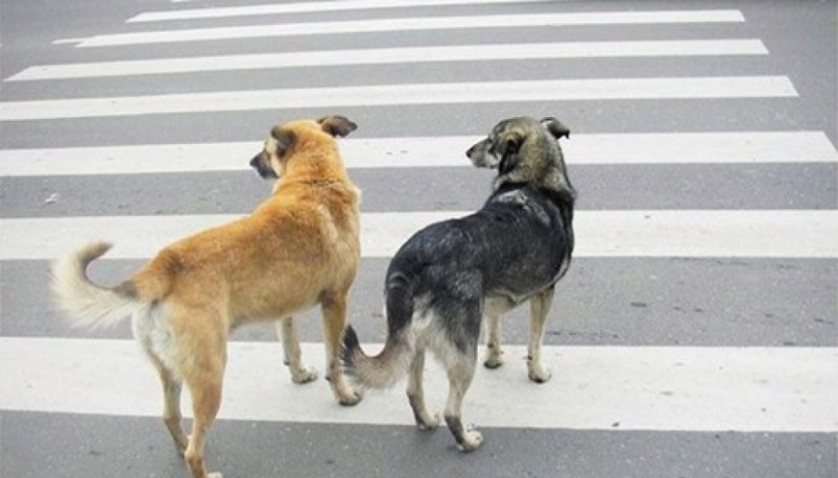 У светофора - Пёс!