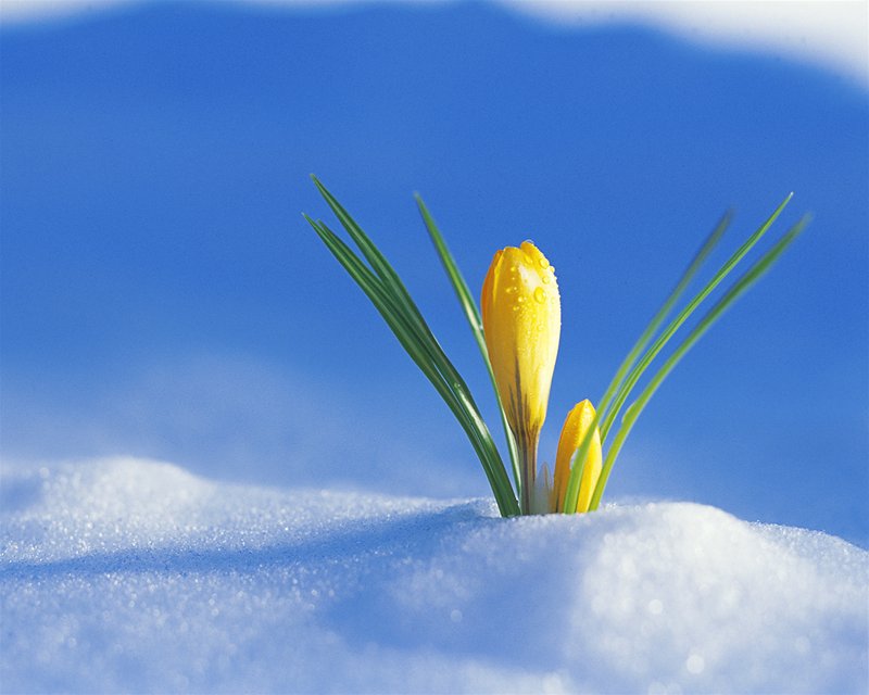 Сегодня ветер - менестрель...