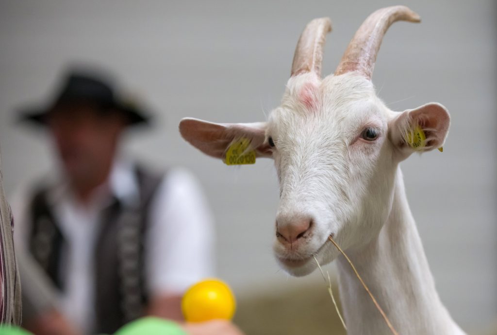 малиновую шаль козёл сжевал у пассии...