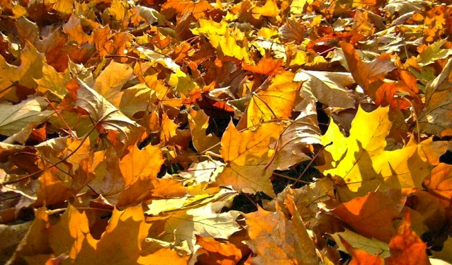 Опавшие звери