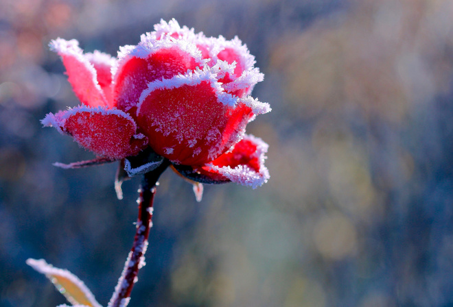 Горная роза