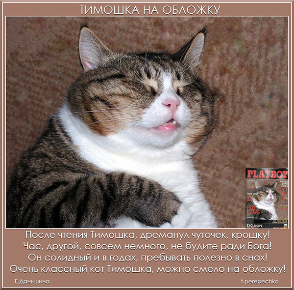 Тимошка на обложку