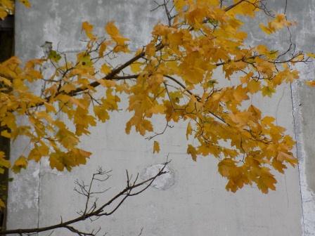 Дом заброшенный