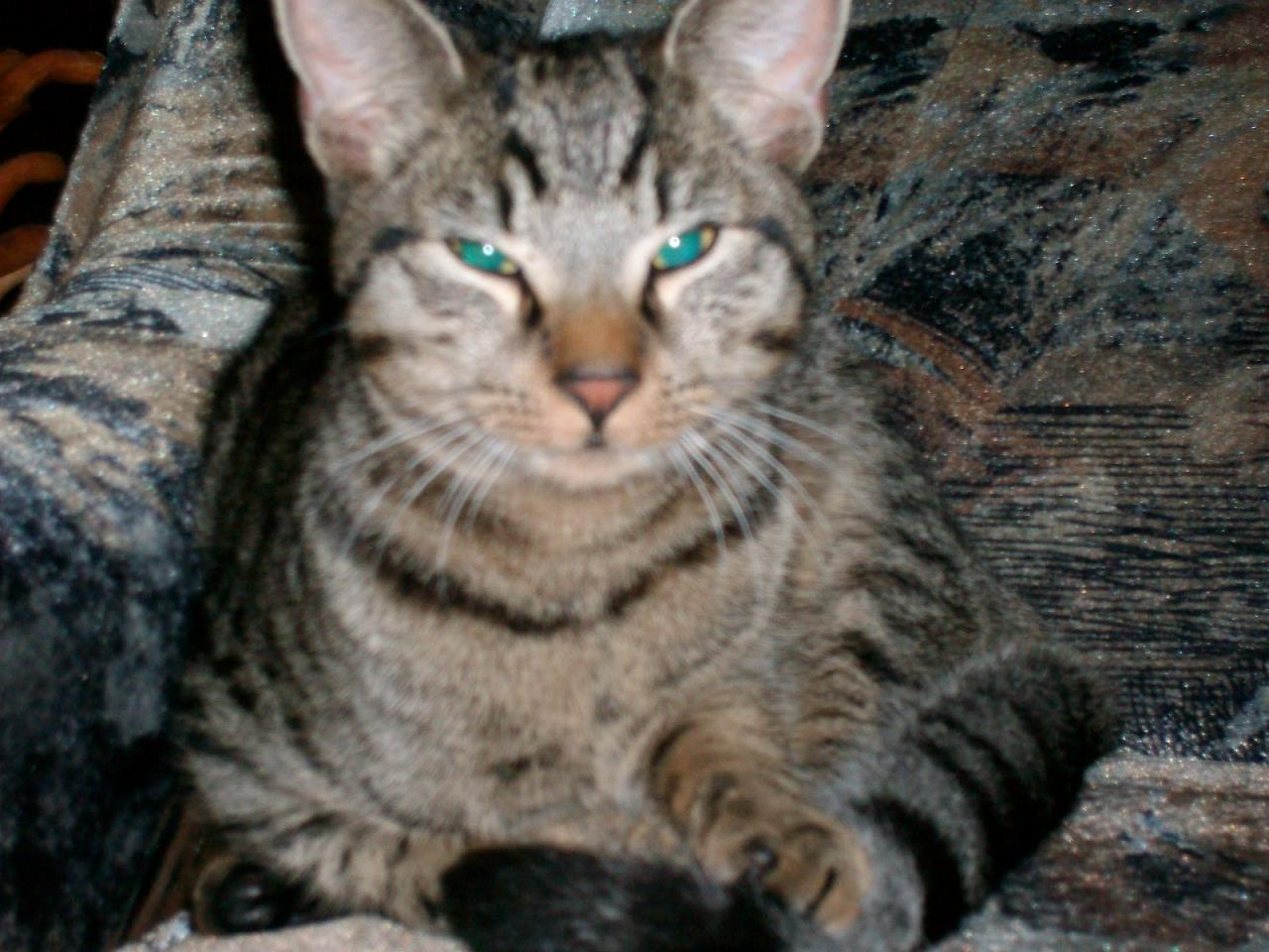 20. Сочинение кота Васьки. 3591 (Сергей Петриков) / Стихи.ру