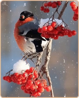 Зарделась кистями рябина...