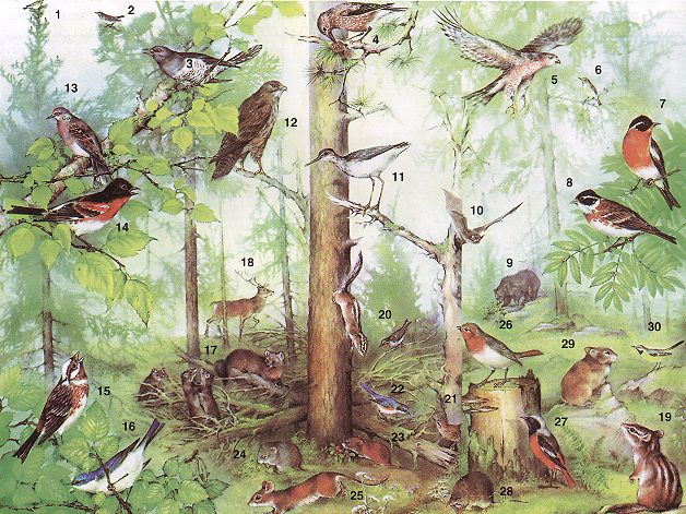 Дружеский шарж