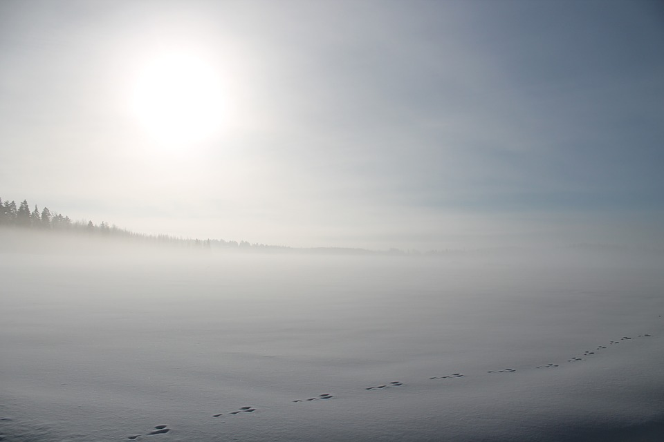 Белена. 13. 12. 2018