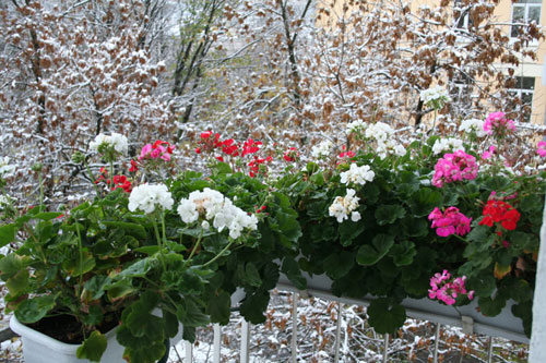 В моей душе