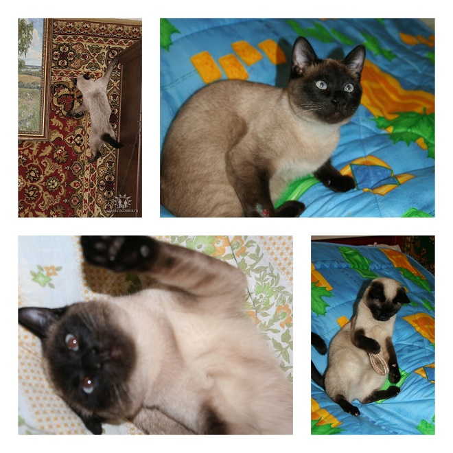 Новогодний сюрприз