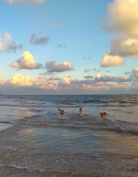 Три собаки уходят в море...