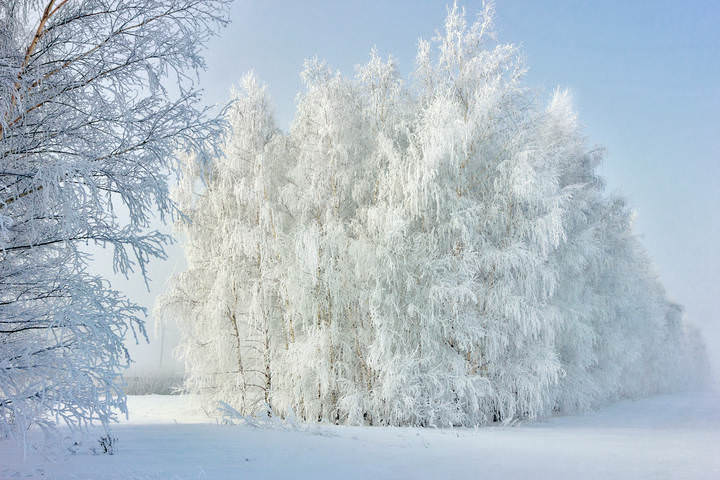 Снег словно белое покрывало. Фоторассказ красота зимы. Красота зимы окружающий мир. Проект на тему красота зимы. Фоторассказ на тему красота зимы 2 класс окружающий мир