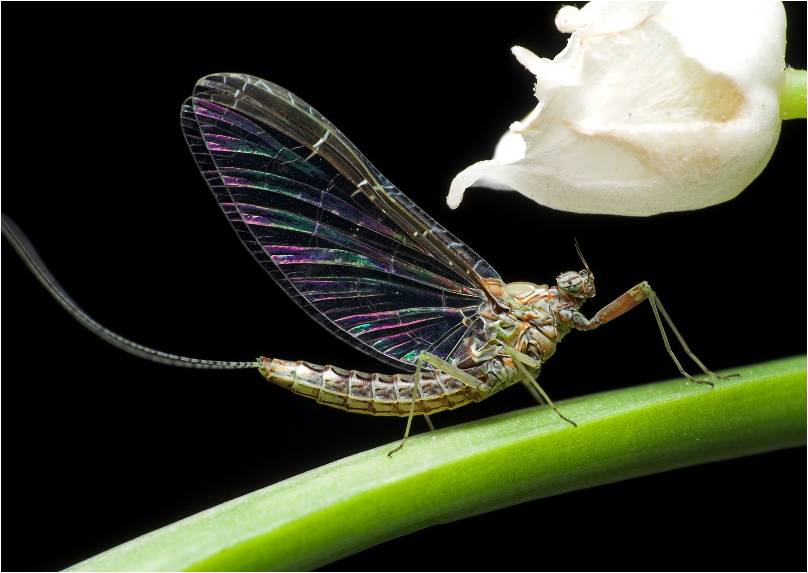 Монолог бабочки - однодневки