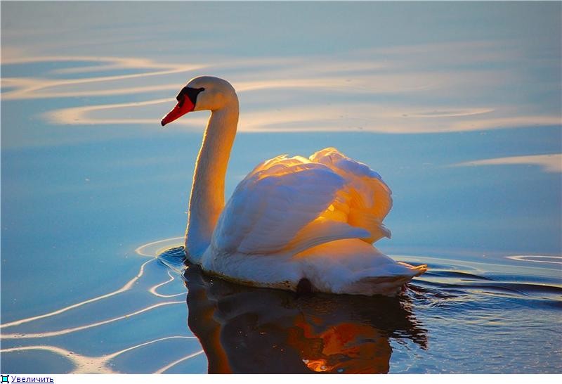 Божьей милости - своя!