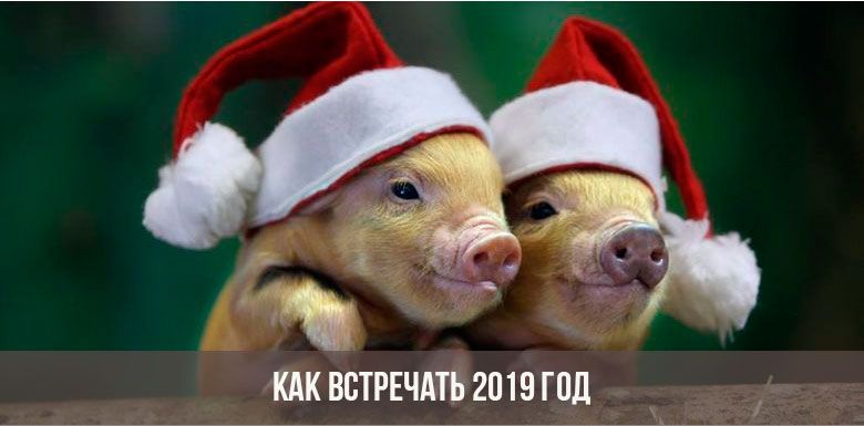 4114 Где кружка реца Свинья 2019