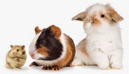 Четырнадцать любимых глаз