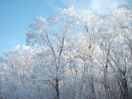 Веселинка Стойкович. Миниатюры