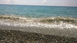 Саговник и пальма