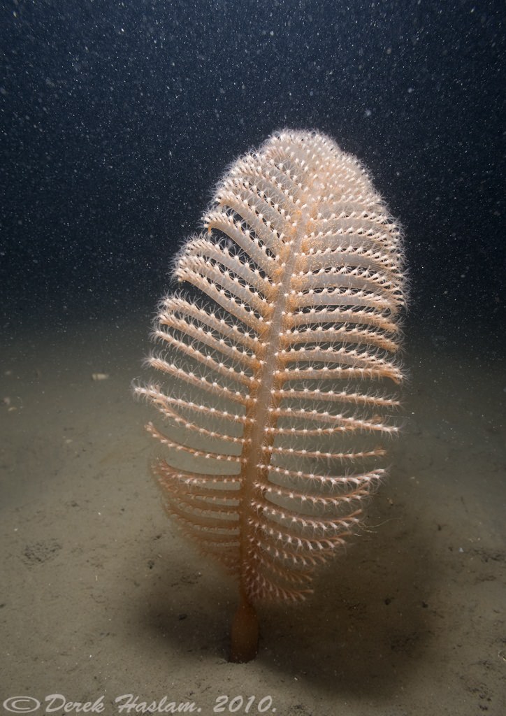 Океанушка!!