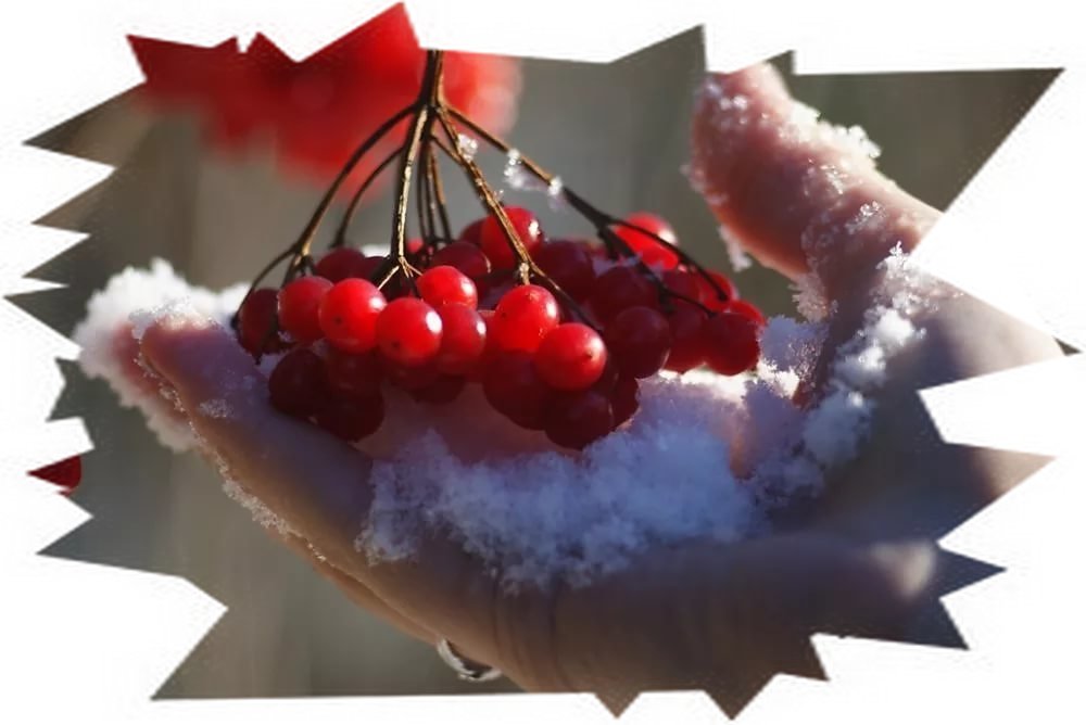 Пьяная рябина