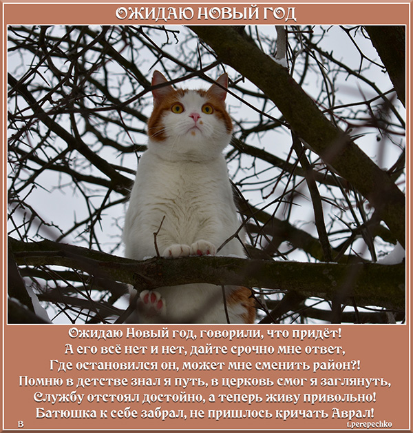 Ожидаю Новый год